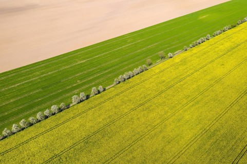 Aerial view of a rape field (Brassica napus) in bloom and a field path with blossoming fruit trees,