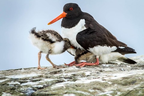 Eurasian Oystercatcher (Haematopus ostralegus) adult and chick, Farne Islands, United Kingdom