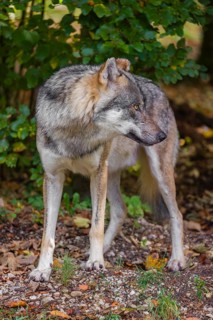 A eurasian gray wolf (Canis lupus lupus) stands at a forest edge