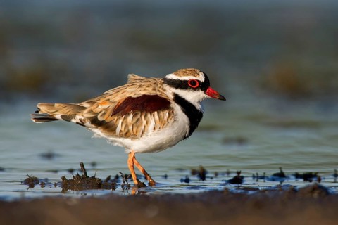 Black-fronted Dotterel (Elseyornis melanops), Victoria, Australia