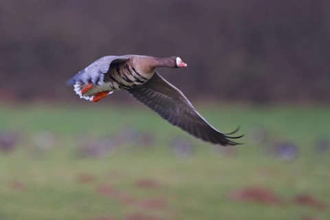 Greater White-fronted Goose (Anser albifrons) flying, North Rhine-Westphalia, Germany