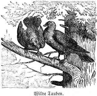 Two wild doves, tree, branch, fir, Hubertus hunt, hunting scenes, wild animals, nature, plumage,