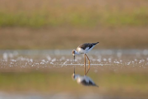 Black-winged Stilt (Himantopus himantopus) juvenile foraging, North Rhine-Westphalia, Germany