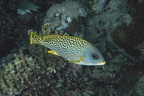Black spotted sweetlips (Plectorhinchus gaterinus)