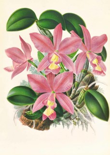 Orchid, Cattleya nobilior, authentic reproduction of an illustration by Jean Jules Linden (1817 -