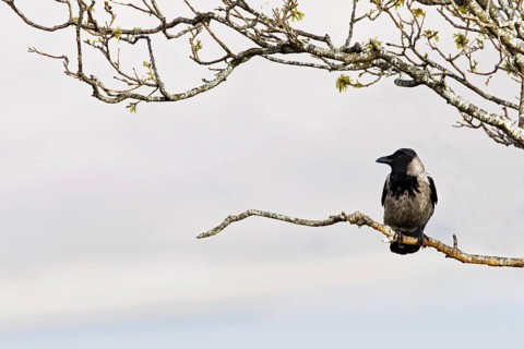 Hooded Crow (Corvus cornix) perched in tree, Scotland, UK