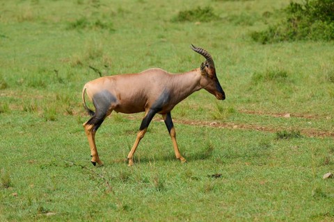 An antelope strolls through a grassy savannah with lush vegetation: a topi (Damaliscus lunatus