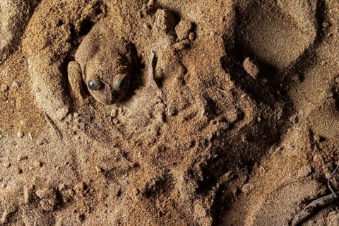 A common spadefoot toad, Pelobates cultripes, expertly camouflaged in its sandy habitat This
