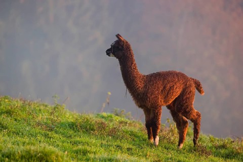 A young brown Alpaca (Vicugna pacos) stands on a green meadow