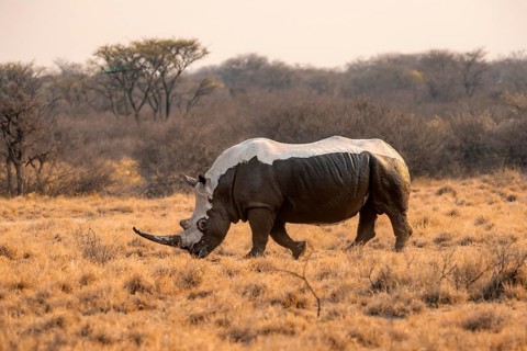 Southern white rhinoceros (Ceratotherium simum simum), mud-covered rhino in the evening light,