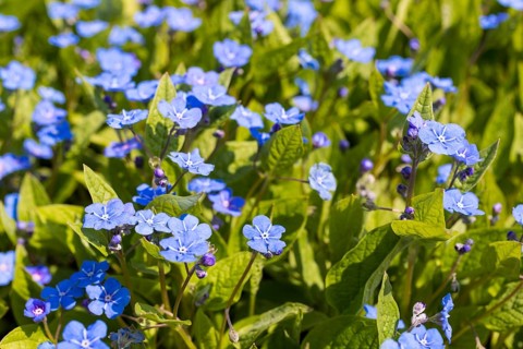 Gedenkemein (Omphalodes verna) in flower, Saxony, Germany