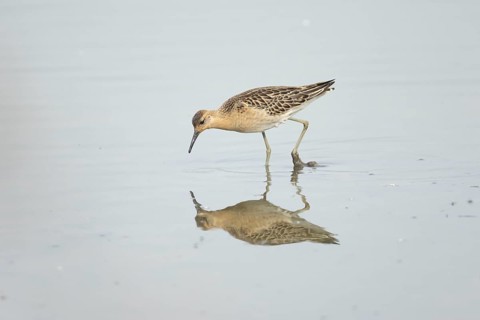 Ruff (Philomachus pugnax) adult wader bird feeding in a shallow lagoon, England, United Kingdom