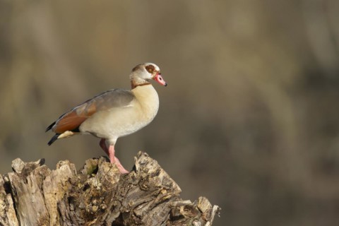 Egyptian goose (Alopochen aegyptiaca) adult bird on a tree stump, Suffolk, England, United Kingdom