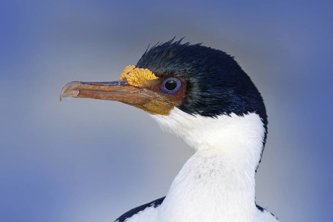 Imperial Shag, Phalacrocorax atriceps, black and white cormorant with blue eyea from Falkland
