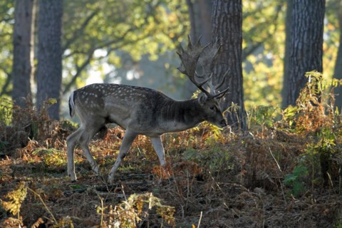 Fallow deer (Dama dama), A deer roams alone through the forest in the soft morning light, its