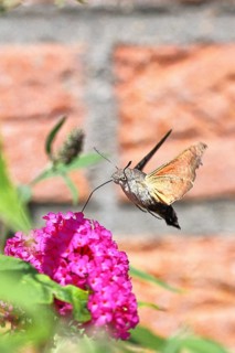 A swallowtail butterfly (Macroglossum stellatarum) feeding on nectar from a butterfly bush