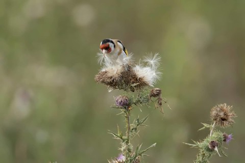 European goldfinch (Carduelis carduelis) adult garden bird feeding on thistle plant seeds on a