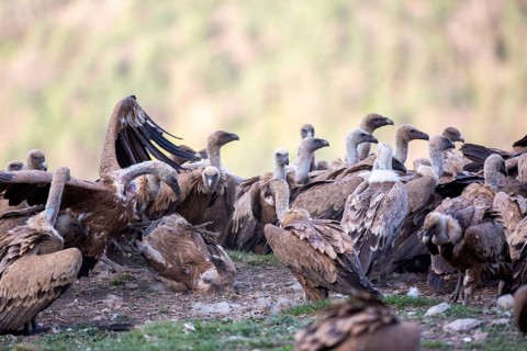 Griffon Vulture (Gyps fulvus) group on field, Aragon, Spain
