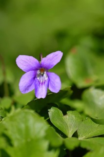 Grove violet (Viola riviniana), flower, in a beech forest, Wilnsdorf, North Rhine-Westphalia,