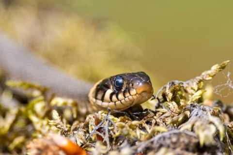 Grass snake (Natrix natrix) on the ground in summer, Bavaria, Germany