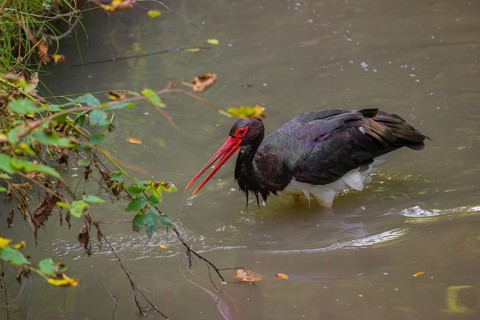 A black stork, Ciconia Nigra, stands in a shallow stream looking for food