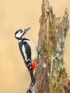 Great spotted woodpecker (Dendrocopus major), male sitting on a tree stump overgrown with moss and