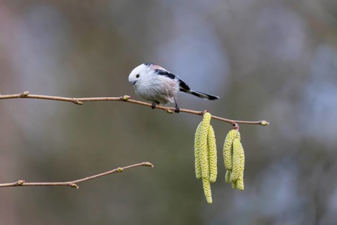 Long-tailed Tit (Aegithalos caudatus), Germany
