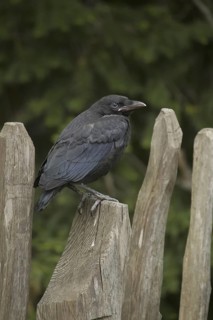 Carrion Crow (Corvus corone) juvenile, Tyrol, Austria