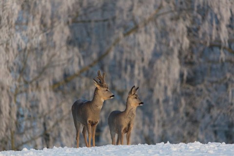 One female and one male Roe Deer, (Capreolus capreolus), walking over a snowy meadow. Snow covered