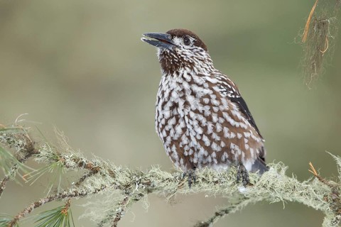 Spotted Nutcracker (Nucifraga caryocatactes), St. Gallen, Switzerland
