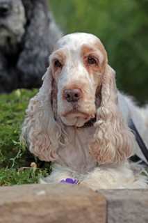 Cocker Spaniel, Family dog, Various colours