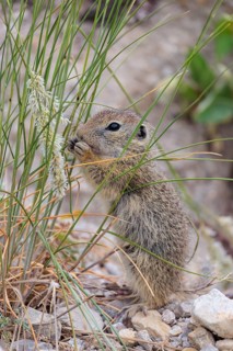 A young ground squirrel (Spermophilus citellus) eats seeds from nearby plants on a sunny day in a