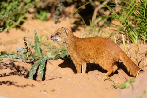 One yellow mongoose, Cynictis penicillata, or red meerkat walking over sandy terrain
