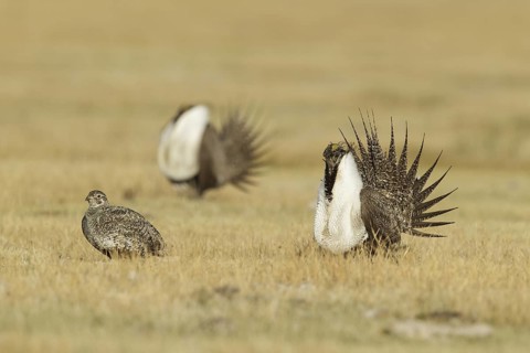 Sage Grouse (Centrocercus urophasianus), California, USA