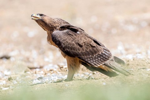 Bonelli's Eagle (Aquila fasciata) juvenile calling on ground, Andalusia, Spain
