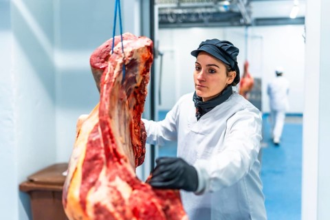 Woman wearing laboratory white coat, gloves and hat working in cold room storage of a meat factory