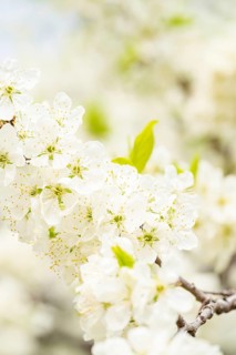 Close-up of delicate white plum blossoms in full bloom adorning a branch. Fresh green leaves add a