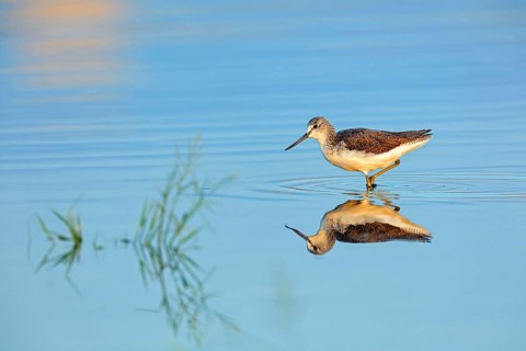 Greenshank, (Tringa nebularia) Wading bird, limesticks, foraging in mudflats, snipe family Salalah,