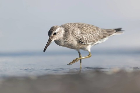 Red Knot (Calidris canutus) foraging, Mecklenburg-Western Pomerania, Germany