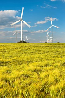 Barley field and wind turbines under a blue sky with cumulus clouds, near Bad Langensalza,