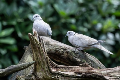 Eurasian collared doves (Streptopelia decaocto), Emsland, Lower Saxony, Germany
