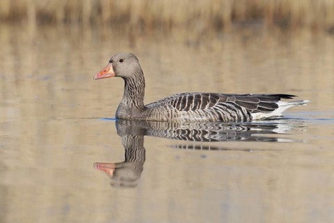 Greylag goose (Anser anser), swimming, North Rhine-Westphalia, Germany