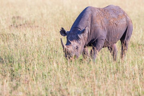 Black rhinoceros (Diceros bicornis) walking on a savanna in Africa, Maasai Mara National Reserve,
