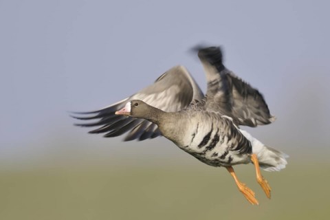 Greater White-fronted Goose (Anser albifrons) flying, North Rhine-Westphalia, Germany