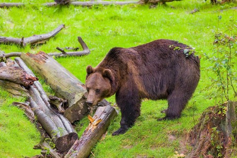 An adult male brown bear (Ursus arctos arctos) stands in a green meadow between fallen trees