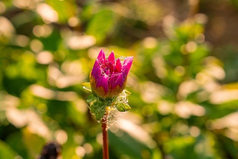 Pink flower bud with drops and green background in golden morning light, Gechingen, Black Forest,