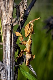 A withered climbing plant with a wilted leaf on a tree trunk in green surroundings, a ghost mantis