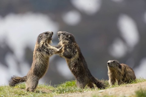 Three young Alpine Marmot, Marmota marmota, play fighting