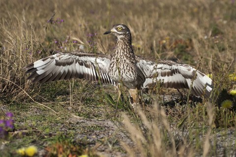 Kaptriel (Burhinus capensis) spreading wings, South Africa