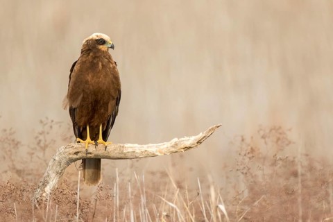 Western Marsh Harrier (Circus aeruginosus) female, Castile-La Mancha, Spain
